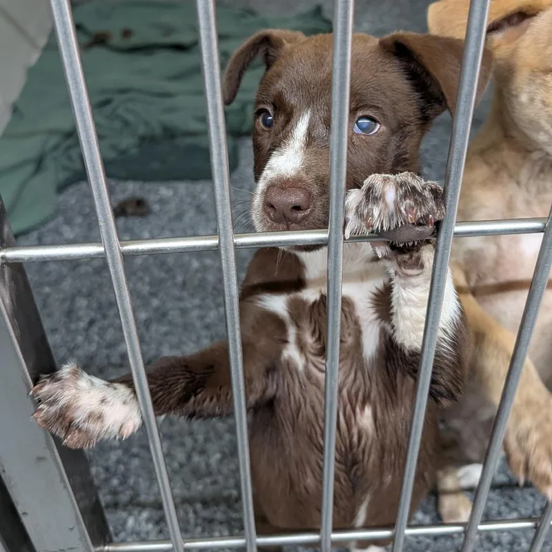 A baby medium-sized female Brown / Chocolate Labrador Retriever dog named Billie for adoption in Buchanan Dam, TX