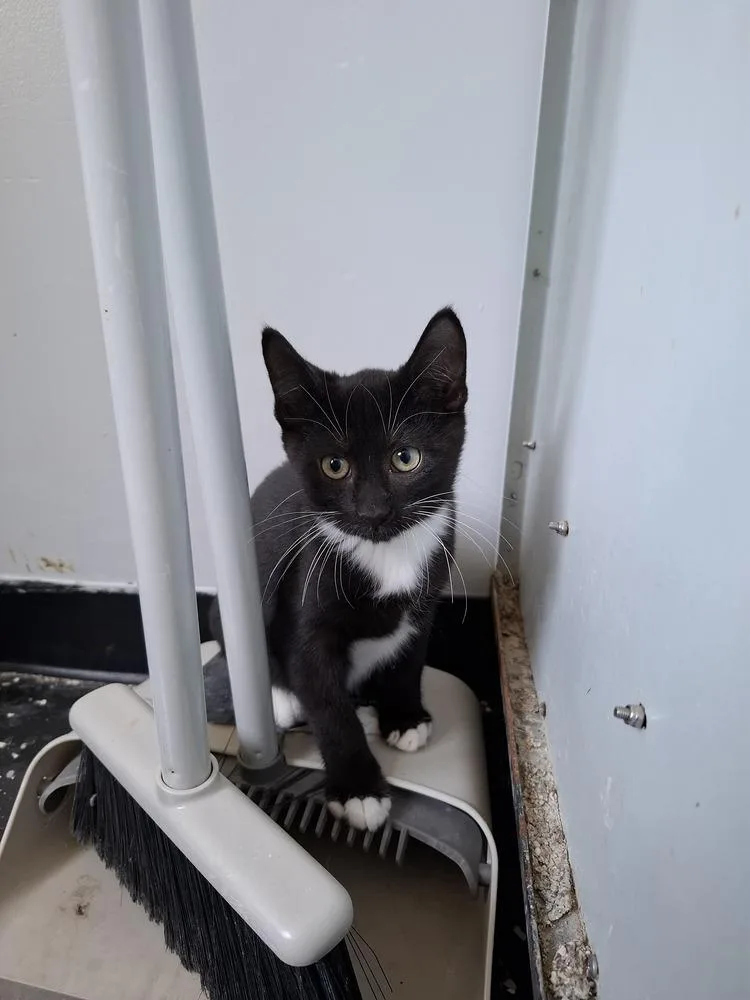 A baby small-sized male Black & White / Tuxedo Domestic Short Hair cat named Tommy for adoption in Lewisburg, TN