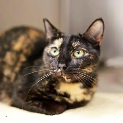 Peanut Butter thumbnail 2