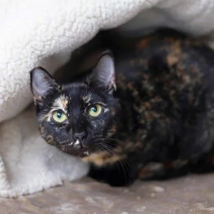 Peanut Butter thumbnail 3