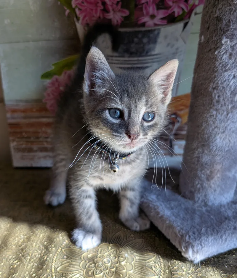 A baby small-sized male Tabby (Gray / Blue / Silver) Domestic Short Hair cat named Cinnamoroll for adoption in Bayonne, NJ