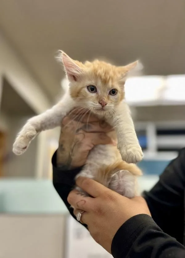 A baby small-sized female Domestic Long Hair cat named Leanne for adoption in Victorville, CA