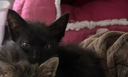 A baby medium-sized male Domestic Short Hair cat named Lotus for adoption in West Memphis, AR