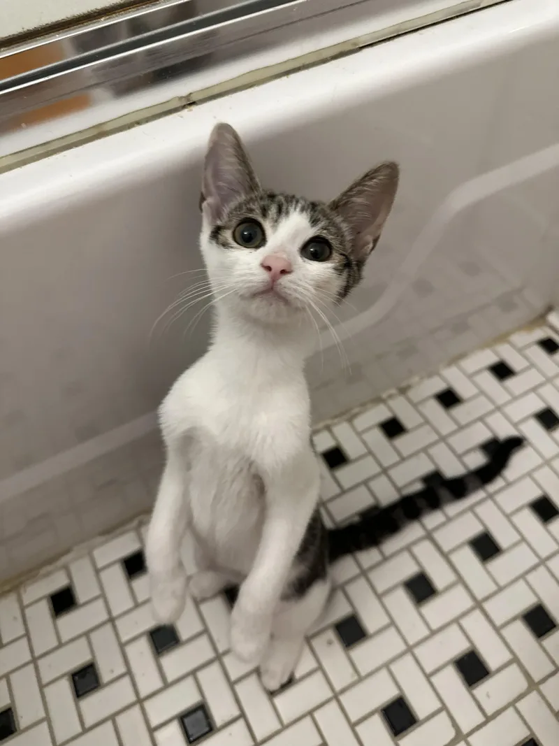 A baby small-sized female Buff & White Domestic Short Hair cat named Satchel for adoption in Long Island City, NY