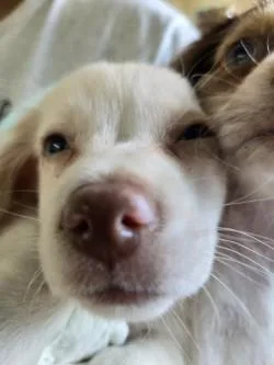 Millie