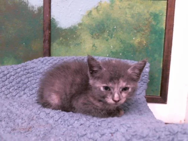 A baby small-sized female Domestic Short Hair cat named Angel for adoption in Houston, TX