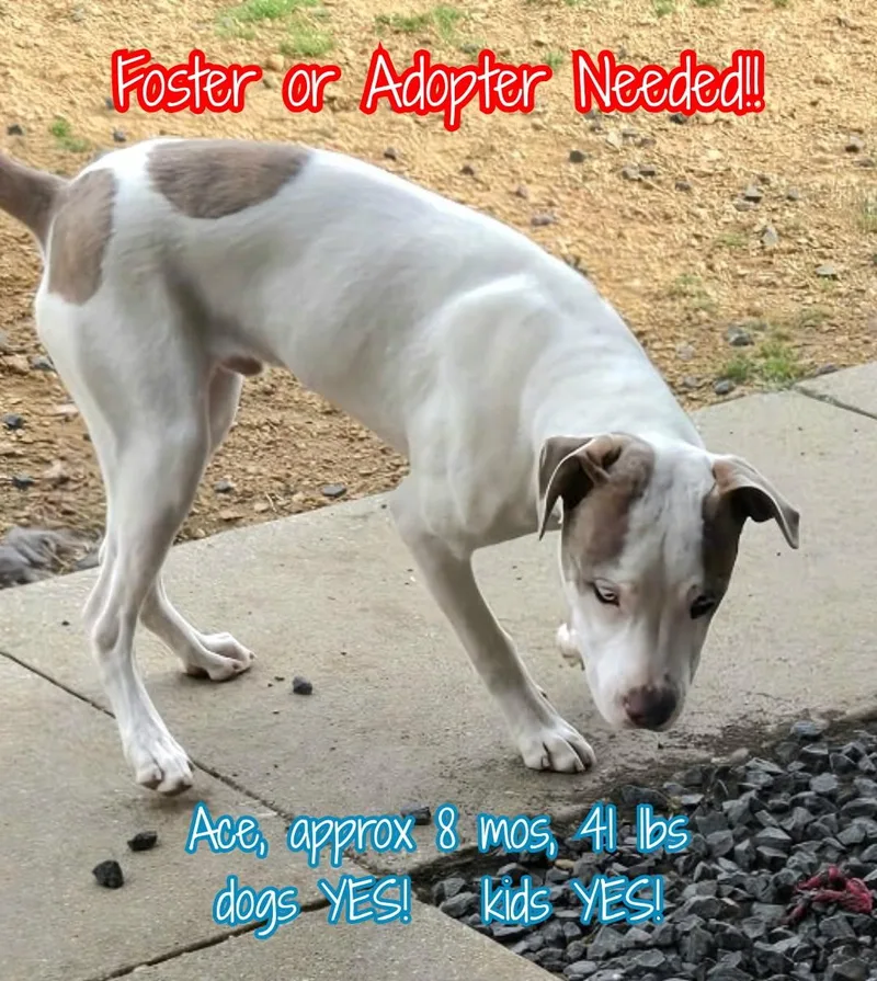 A baby medium-sized male Pit Bull Terrier dog named Ace for adoption in Plano, TX