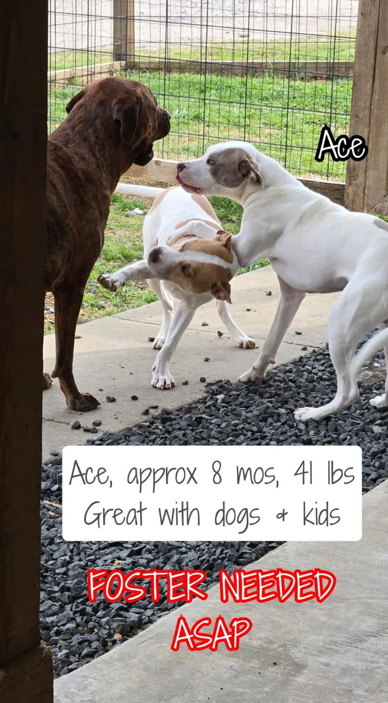 Ace thumbnail 3