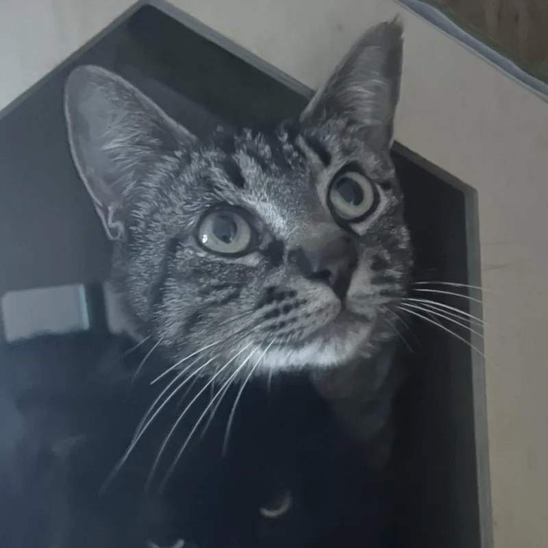 A young medium-sized female Brown / Chocolate Domestic Short Hair cat named Sherni for adoption in Veneta, OR