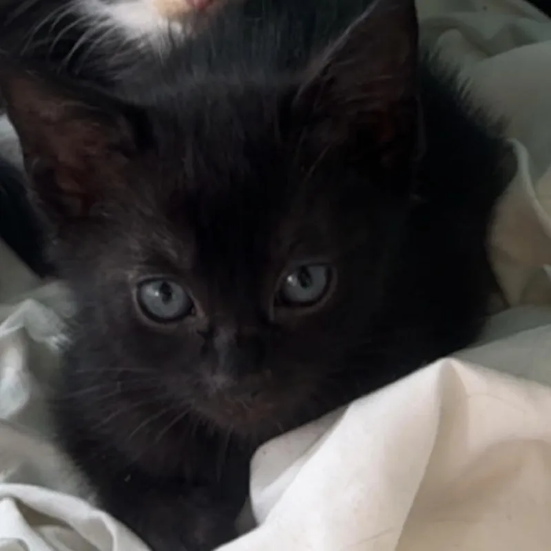 Millie A thumbnail 5