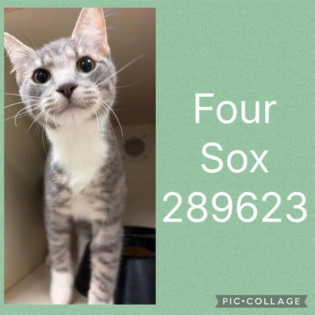 A baby small-sized male Domestic Medium Hair cat named Four Sox for adoption in Macon, GA
