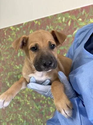 A young small-sized male Shepherd dog named Pico for adoption in San Antonio, TX