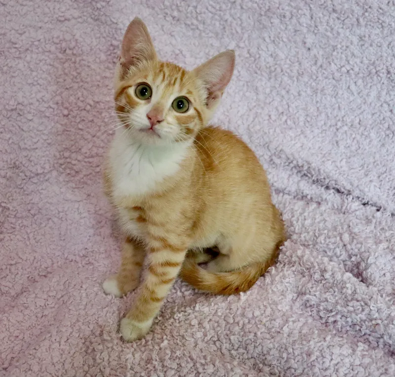 A baby medium-sized female Tabby cat named Summer for adoption in Saint Augustine, FL