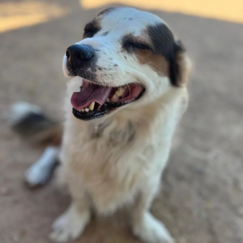 An adult medium-sized male White / Cream Cardigan Welsh Corgi dog named Snickers for adoption in Las Vegas, NV