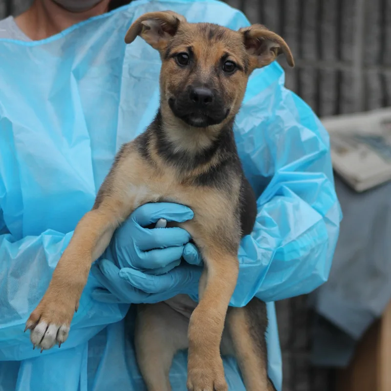 A baby large-sized female Tricolor (Brown, Black, & White) German Shepherd Dog dog named Malva for adoption in Lemont, IL