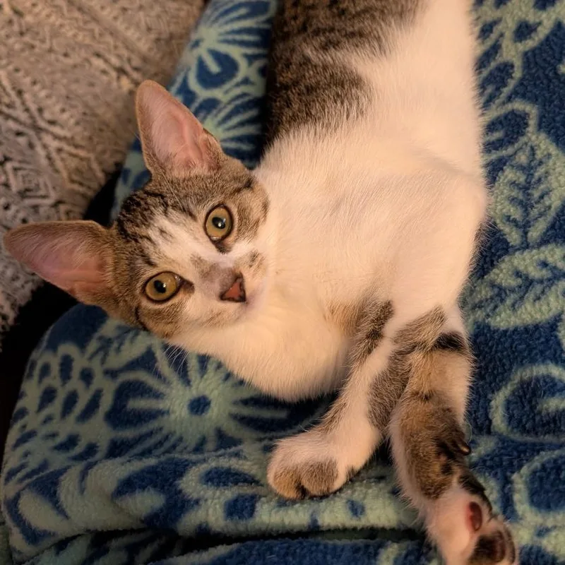 A baby medium-sized female Tabby cat named Veruca for adoption in East Amherst, NY