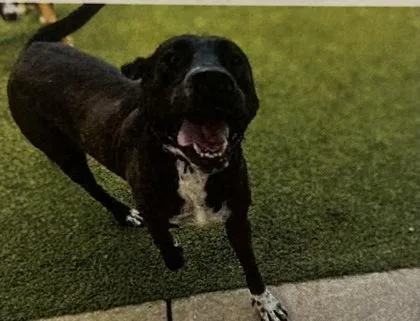 An adult large-sized male Labrador Retriever dog named Felix for adoption in Daytona Beach, FL