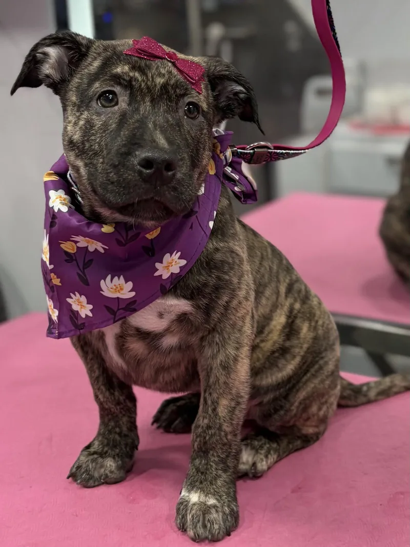 A baby medium-sized female Labrador Retriever dog named Sura for adoption in Sanford, FL