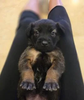 A baby medium-sized female Labrador Retriever dog named Kate for adoption in Miami, FL