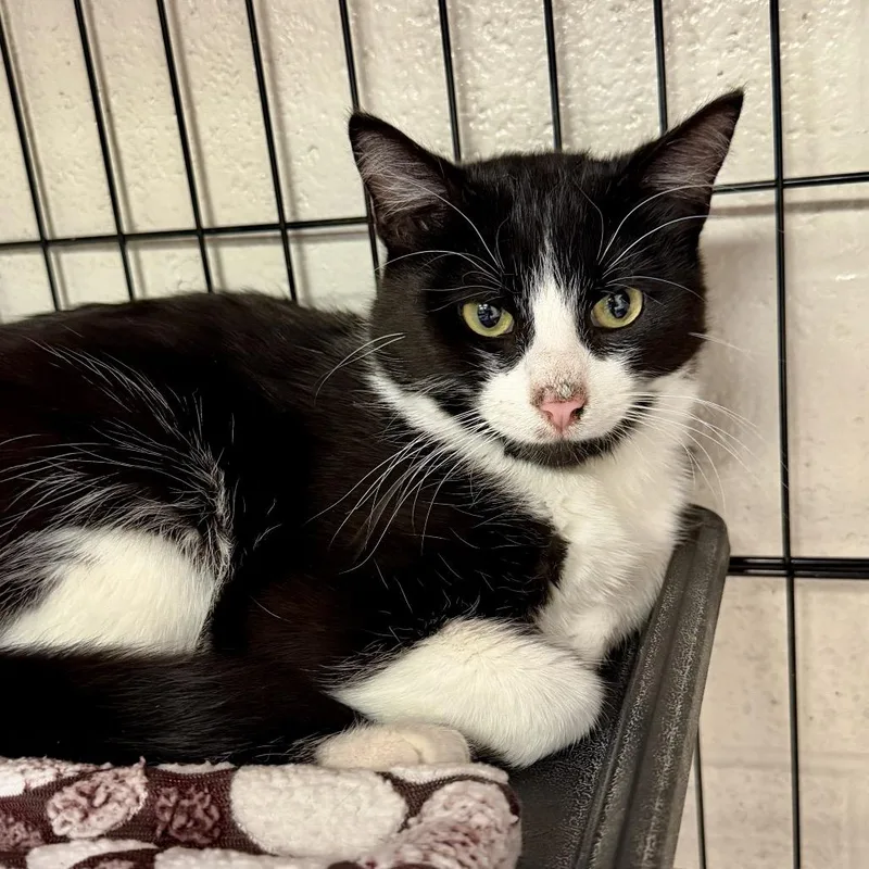 A young medium-sized male Black Domestic Short Hair cat named Max for adoption in Middleburg Heights , OH