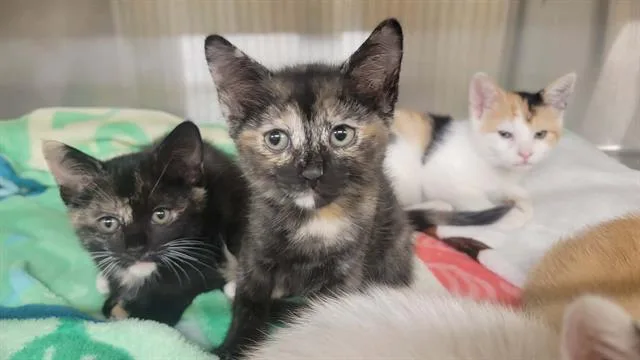 A baby small-sized female Domestic Short Hair cat named Tandi for adoption in Tustin, CA