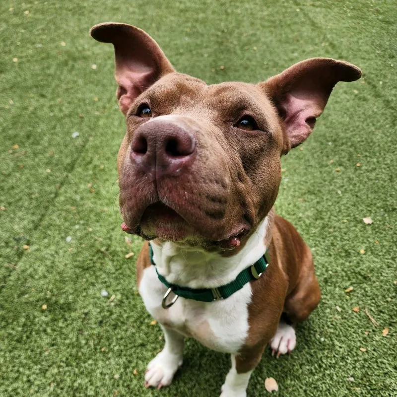 An adult medium-sized female Brown / Chocolate Pit Bull Terrier dog named Lady for adoption in Greensboro, NC