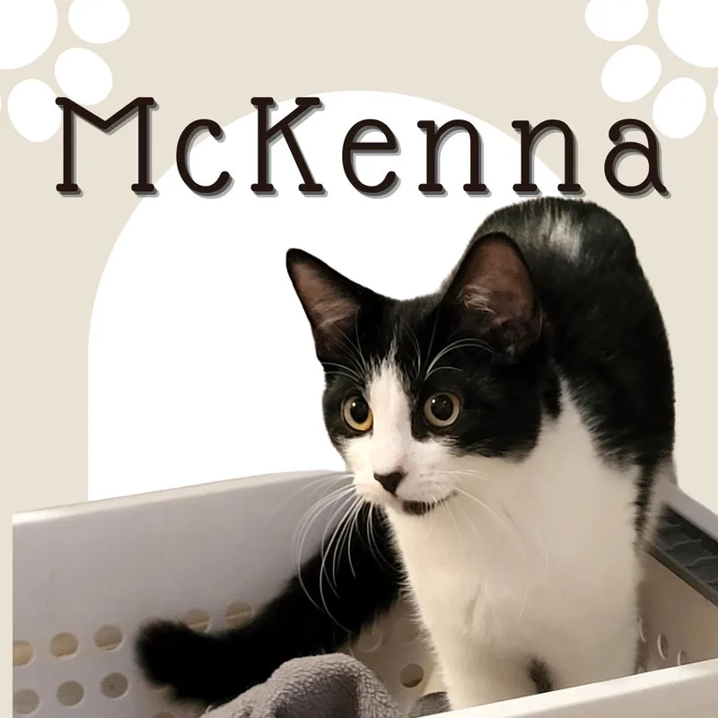 A baby small-sized female Domestic Short Hair cat named McKenna for adoption in Tucson, AZ