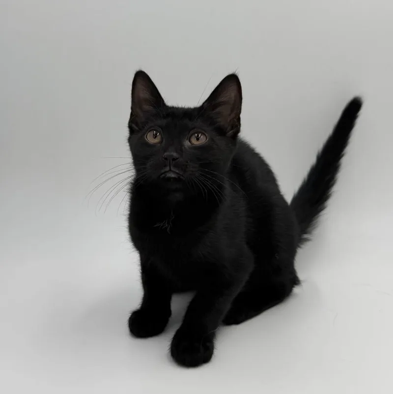 A baby medium-sized female Domestic Short Hair cat named Peggy for adoption in State College, PA