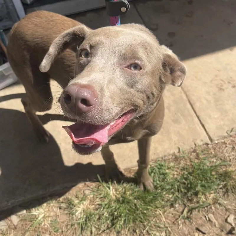 A baby medium-sized female Brown / Chocolate Labrador Retriever dog named Willow for adoption in Palestine, TX