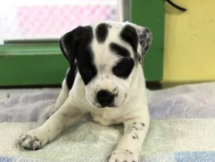 A baby medium-sized male Cattle Dog dog named Igor for adoption in Picayune, MS