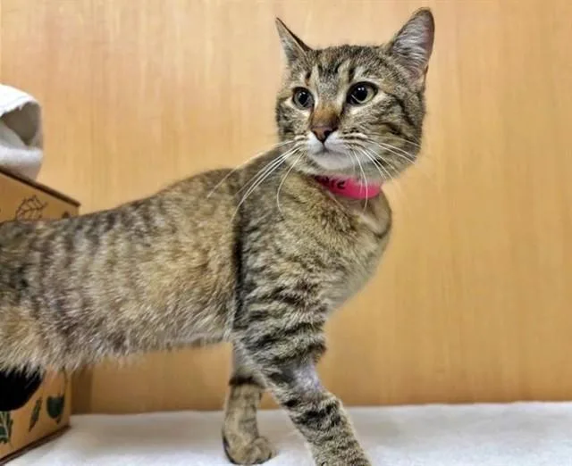 An adult small-sized female Domestic Short Hair cat named Krisie for adoption in Saint Louis, MO