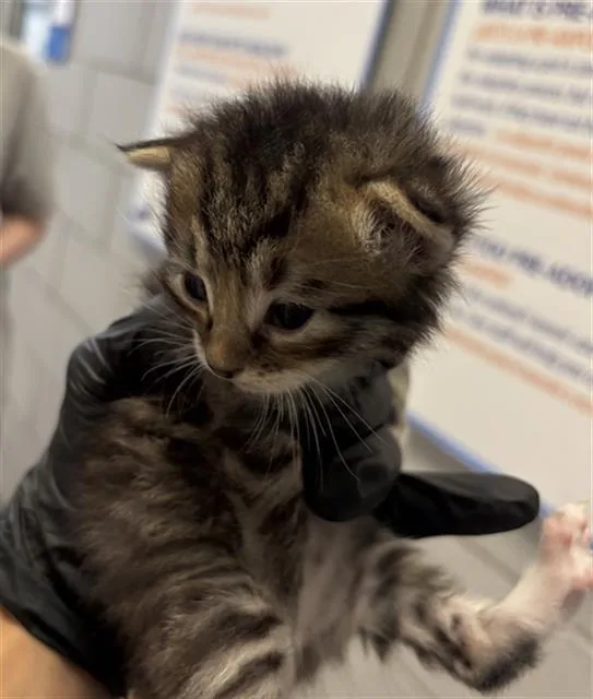 A baby medium-sized male Domestic Short Hair cat named Buddy for adoption in Dallas, TX