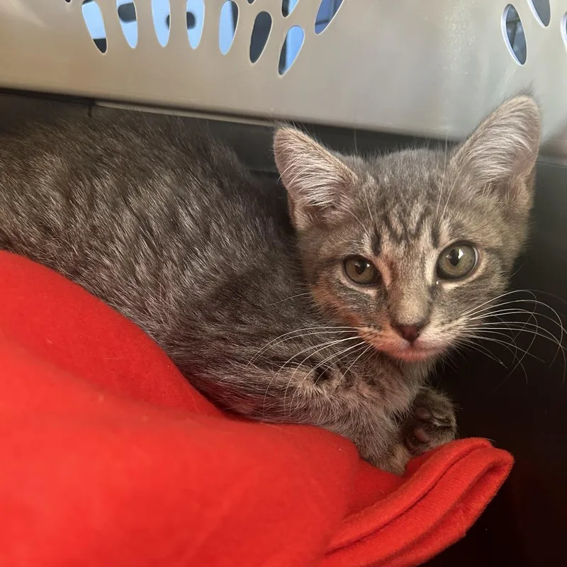 A baby small-sized female Gray / Blue / Silver Domestic Short Hair cat named Ashley for adoption in Hemet, CA