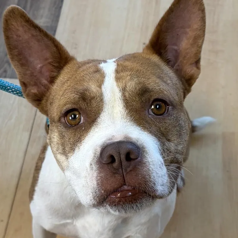 An adult large-sized female White / Cream Boxer dog named Alice for adoption in Washington, PA