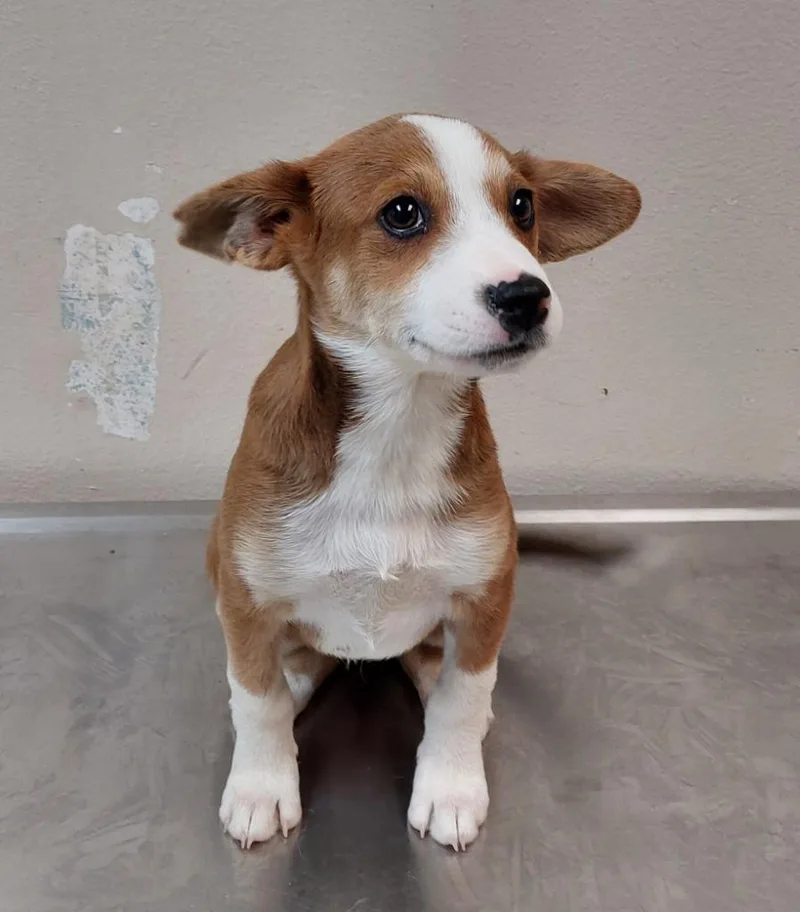 A baby medium-sized female Terrier dog named Border Collie Puppy for adoption in Mocksville, NC