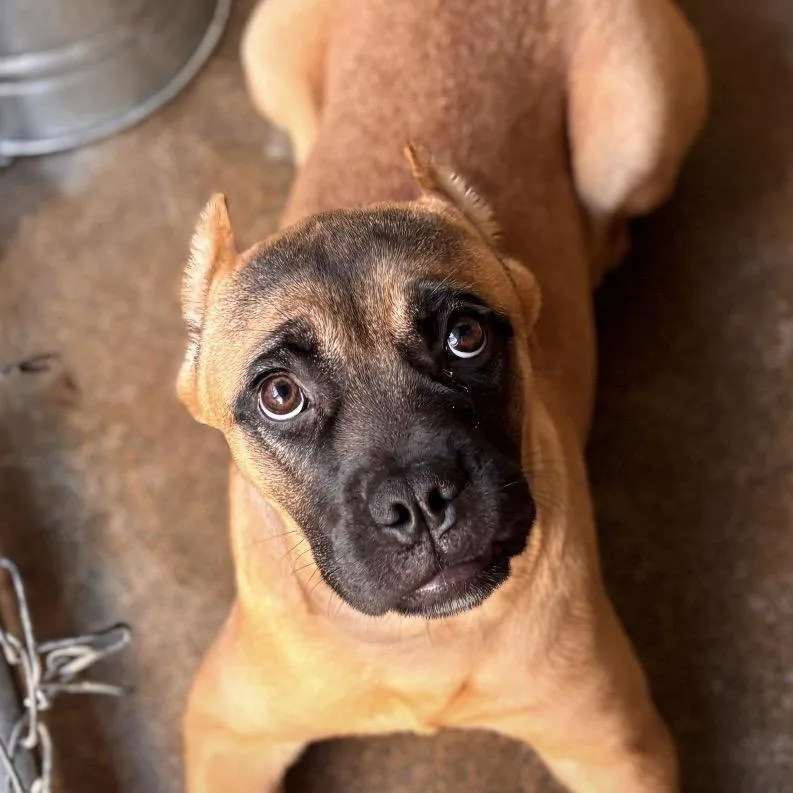 A baby small-sized female Mastiff dog named CT Vipress for adoption in Stormville, NY