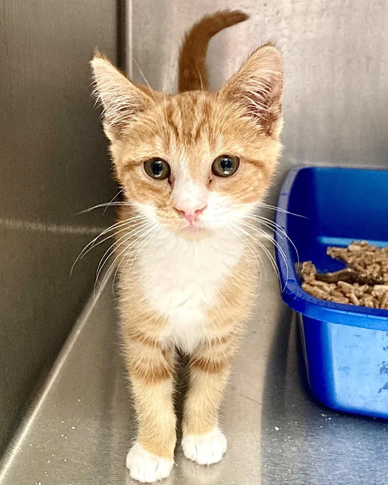 A baby medium-sized male Orange / Red Domestic Short Hair cat named Rocket for adoption in Oakland, CA