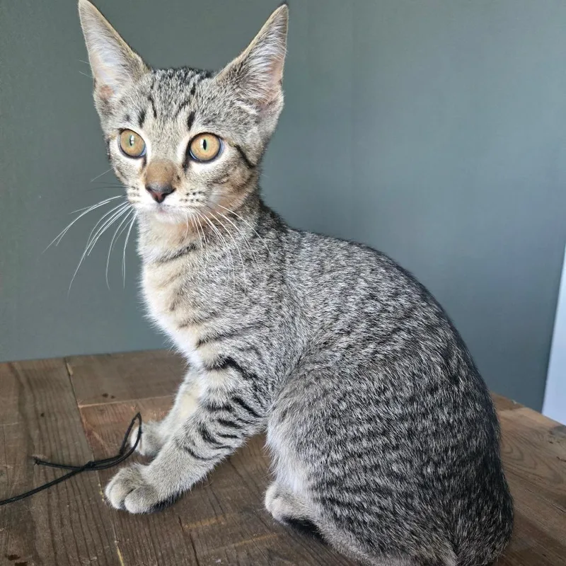 A baby small-sized male Gray / Blue / Silver Domestic Short Hair cat named Dill for adoption in Centerville, TN