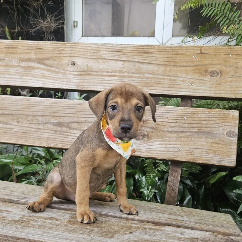 A baby small-sized male Bicolor Labrador Retriever dog named Hank Tank for adoption in New York, NY