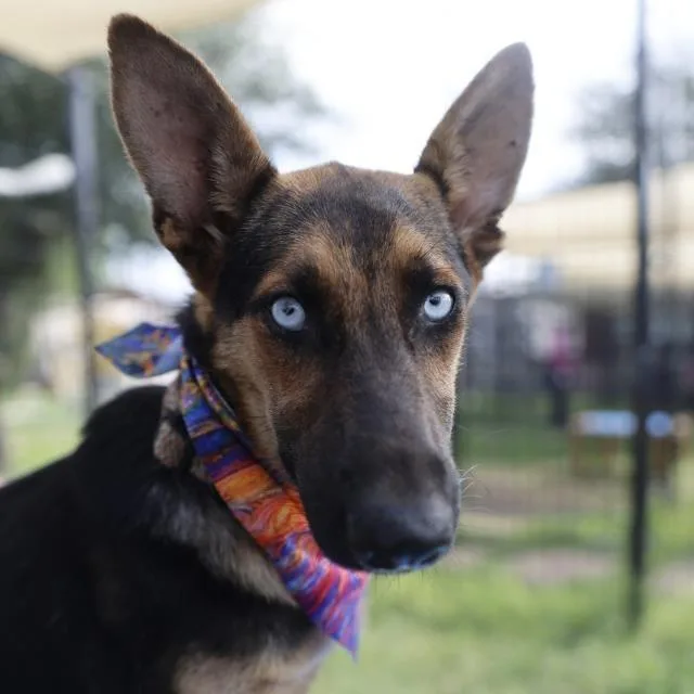 A young medium-sized female Black Shepherd dog named Skye for adoption in Hagerstown, MD