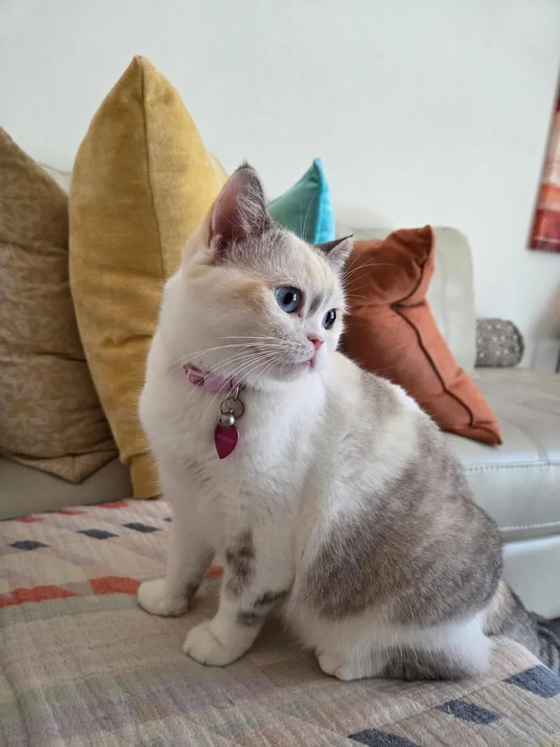 An adult medium-sized female Scottish Fold cat named Reya for adoption in Boynton Beach, FL