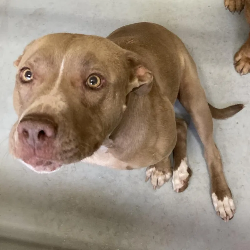 A senior medium-sized female Brown / Chocolate Mixed Breed dog named Chiquita for adoption in Las Cruces, NM