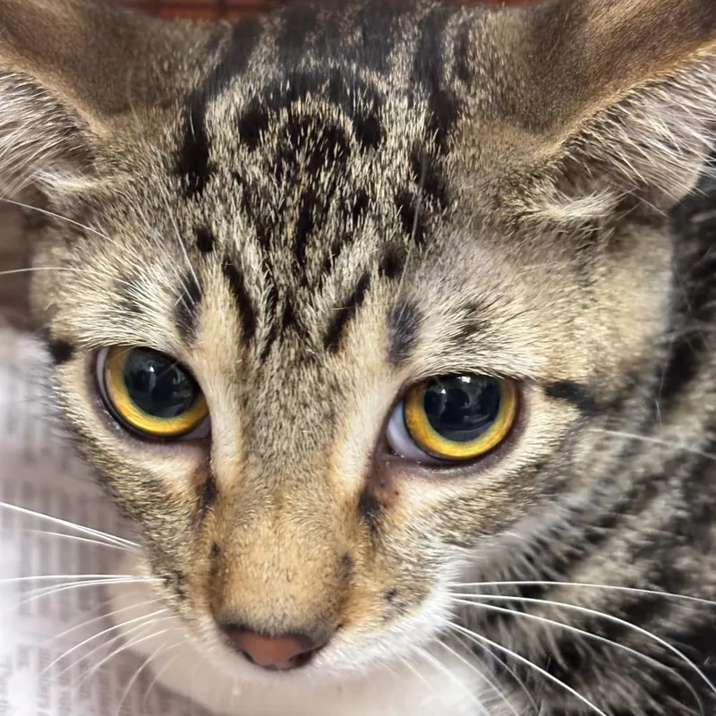 An adult medium-sized female Black Domestic Short Hair cat named Orchid for adoption in Yuma, AZ