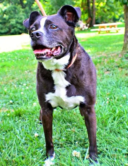 A senior medium-sized male Boston Terrier dog named Sonny for adoption in Morton Grove, IL