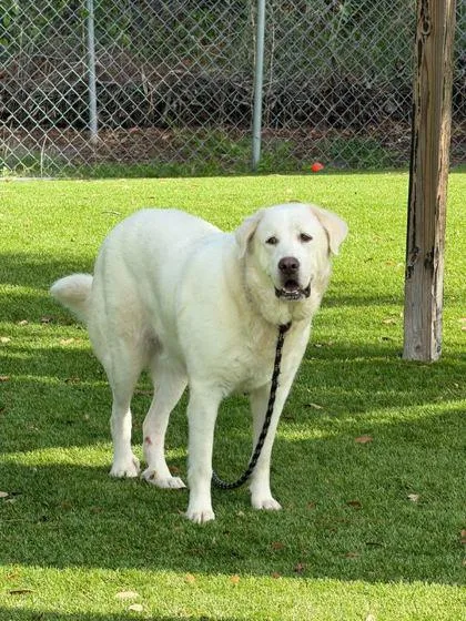An adult large-sized female Mixed Breed dog named Wallflower for adoption in Daytona Beach, FL