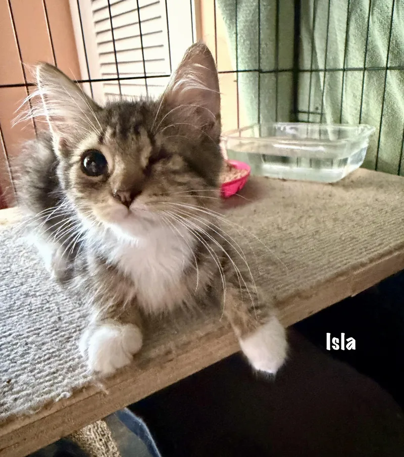 A baby medium-sized female Domestic Short Hair cat named Isla for adoption in East Hartford , CT