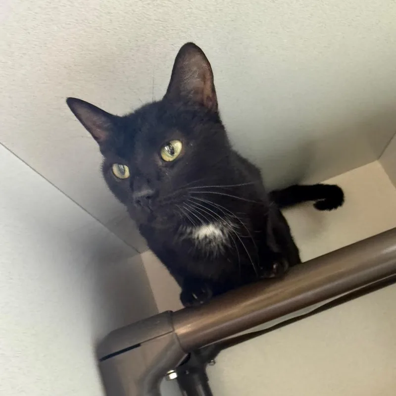 An adult medium-sized female Black Domestic Short Hair cat named Espy for adoption in New York, NY