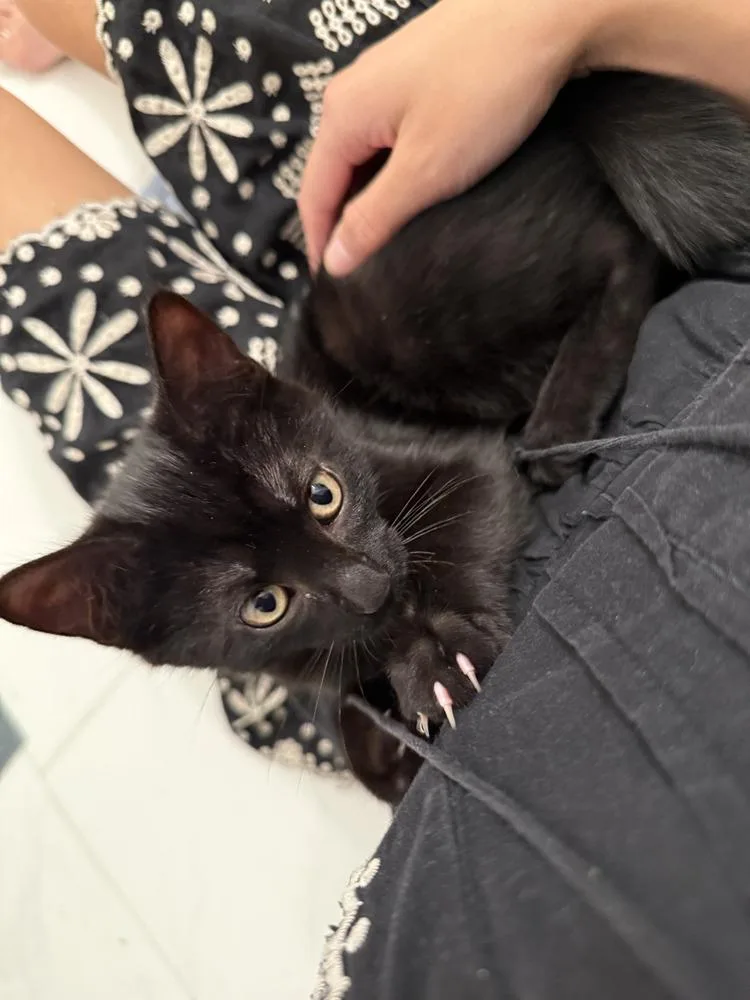 A baby small-sized female Black Domestic Short Hair cat named Katty for adoption in New York, NY