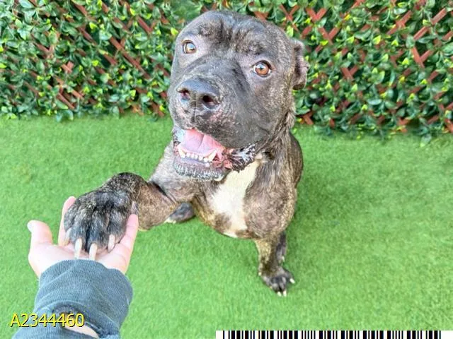 An adult large-sized male Mixed Breed dog named Sebastian for adoption in West Palm Beach, FL