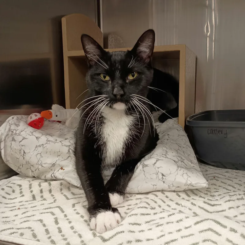 An adult small-sized male Black & White / Tuxedo Domestic Short Hair cat named Brando for adoption in San Juan Capistrano, CA